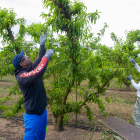 Tasques d’aclarida dels fruiters per seleccionar els millors fruits en una finca d’Aitona.