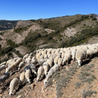 Un ramat d'ovelles al Pallars Jussà.