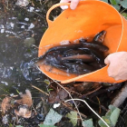 Se liberarán un total de 674 ejemplares de bagre, 3.027 de barbo del Ebro y 4.038 de madrilla.