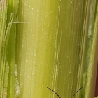 Una plaga d'escarabats afecta el conreu de blat de moro al Pla d'Urgell