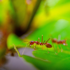 Imagen de archivo de una hormiga roja. .