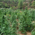 Plantes de marihuana localitzades al Tossal Gros d'Almatret.