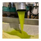 La producció d’oli d’oliva es veurà de nou minvada per efecte de la sequera.