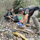 Investiguen la mort de desenes de peixos a la Pallaresa a Talarn