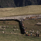 El reagrupament de ramats ahir després de la temporada de pastures a la muntanya de Llessui.