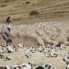 Ramaders atrapen ovelles amb ganxos a la muntanya de Seurí.