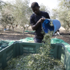 Imatge de recollida d’olives a Castelló de Farfanya en una finca d’OliCastelló.