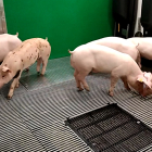 Alguns dels porcs ‘creats’ a Múrcia, que ara són a les instal·lacions del Creba.