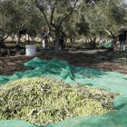 Inici de la campanya de recollida d’olives en una finca de Castelló de Farfanya.