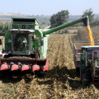 Recol·lecció de panís en una finca de Torregrossa.