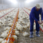 Un granger atén les necessitats de la seua explotació avícola.