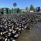 Imatge de les ampolles de cervesa a la calçada.