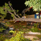 Una grua retirant l’arbre a última hora de la tarda d’ahir.