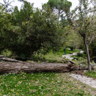 Una dona passeja amb el gos en un parc de Madrid amb un arbre caigut pel temporal.