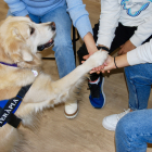 Una de les sessions de la Laika, una golden retriever d’intervenció terapèutica, amb adolescents.