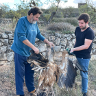 Membres d’Ipcena mostren el voltor mort a la Granadella.