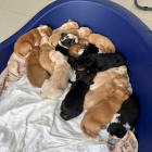 Els setze cadells rescatats la setmana passada són al Refugi dels Peluts de Lleida.