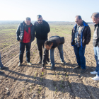 Pagesos en un camp de Preixana on els conills han arrasat una plantació.