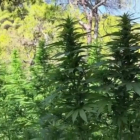 Els agents van intervenir més de 12.000 plantes de marihuana i 73 quilos de cabdells dessecats.