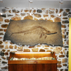 Exposició. Sala del municipi d'Alòs de Balaguer on s'exposen les vèrtebres de l'ictiosaure.