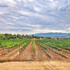 vinya. El celler Mas Blanch i Jové ha plantat en els últims anys set hectàrees més de vinya i ara ja en tenen vint-i-cinc.