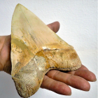 Carcharocles Megalodon. Dent del tauró més gran que va existir al planeta. Abasta prop dels 16 cm