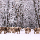 Vall de Cardós. Un ramat de vaques pasturant sobre un extens mantell nival.