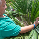 Xavier Samarra controla la seua plantació de palmeres.