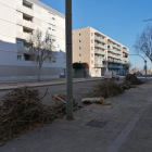 Arbres talats divendres al tram final de Prat de la Riba.