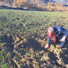 Un agricultor de Sant Esteve comprova els danys a l’ordi.