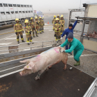 Un camió carregat amb porcs va bolcar ahir a l’N-II a Alcarràs.