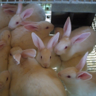 La producció de conills va clarament a la baixa a tot l’Estat.