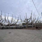 Els arbres que ja s’han podat a l’avinguda del Canal de Mollerussa.