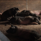 Porcs en una de les granges que visita el documental.