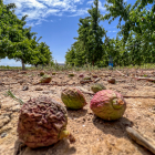 Efectes de la sequera, l’any passat, sobre un camp de fruiters.