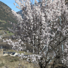 La calor ha portat al Pallars un avenç de la primavera. A la imatge, un ametller a Rialp.