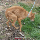 Estat en el qual va ser trobat un dels gossos abandonats en una finca de la Sentiu de Sió.