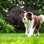 Imagen de archivo de un perro jugando.