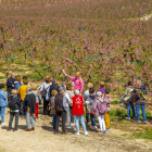 Visitants van recórrer ahir els camps florits a Aitona.