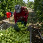 Recolección de manzana Golden en una finca de Lleida