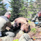 L’abril del 2020 van localitzar mort per enverinament l’os Cachou a Les, a la Val d’Aran.