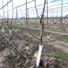 Danys ocasionats per conills en una plantació d’arbres fruiters a Torres de Segre.