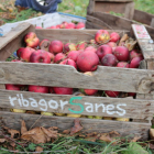A l’Alta Ribagorça creixen cent varietats de fruita autòctona.