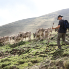 fent camí. Les vaques cada any fan el mateix recorregut i les veteranes, que es coneixen el camí, guien les més joves en un trajecte que se saben de memòria.