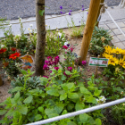 Escocell de Blondel enjardinat per alumnes de Maristes.