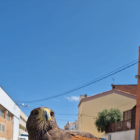 El falcó que ahir va sobrevolar els carrers de Benavent.