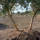 El tronc de dos oliveres rosegades pels conills en una finca d’Arbeca.