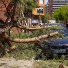 L’arbre va caure el 13 d’abril del 2023 en un carrer de la Mariola.