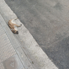 Van trobar morta la cria al carrer Ciutat de Lleida.