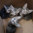 Els quatre gats, tres femelles i un mascle, a l’interior de la caixa.